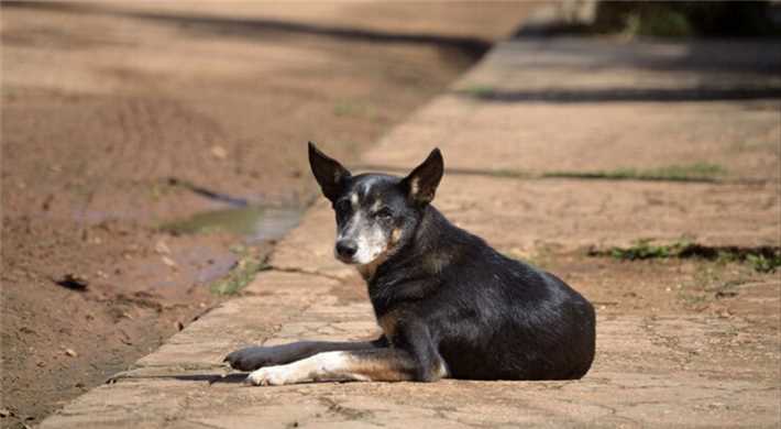 doguinho
